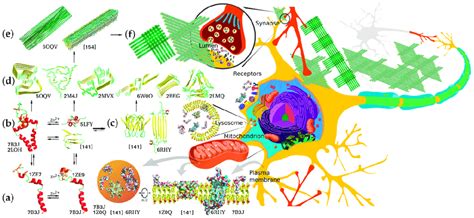 Structural diversity of Aβ aggregation states, aggregation pathways,... | Download Scientific ...