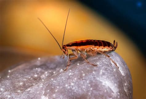 Effective Roach Control Methods: Eliminate Infestations Safely