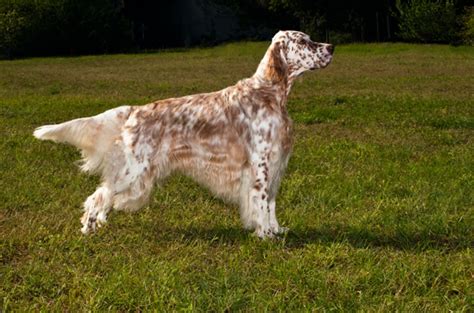 English Setter vs Brittany - Breed Comparison | MyDogBreeds