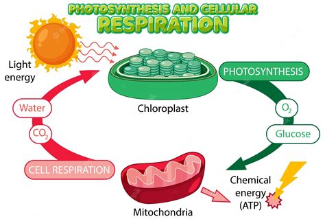 Relationship Between Photosynthesis And Cellular Respiration Cycle