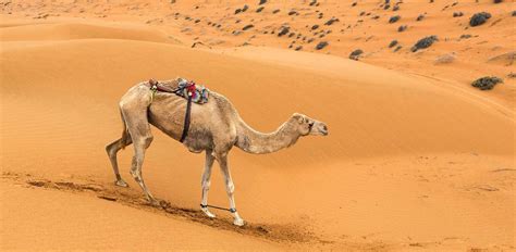 Wahiba Sands | Oman Luxury Travel | Remote Lands