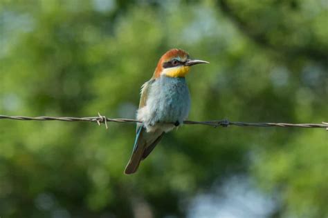 European Bee-Eater - Wildlife Vagabond