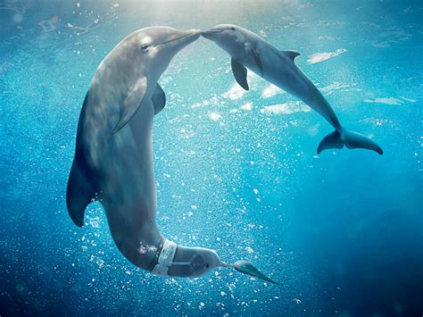 Two grey dolphins underwater HD wallpaper | Wallpaper Flare