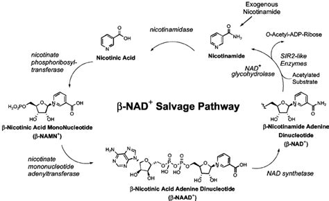 Schematic diagram showing the proposed -NAD salvage pathway in yeast. | Download Scientific Diagram