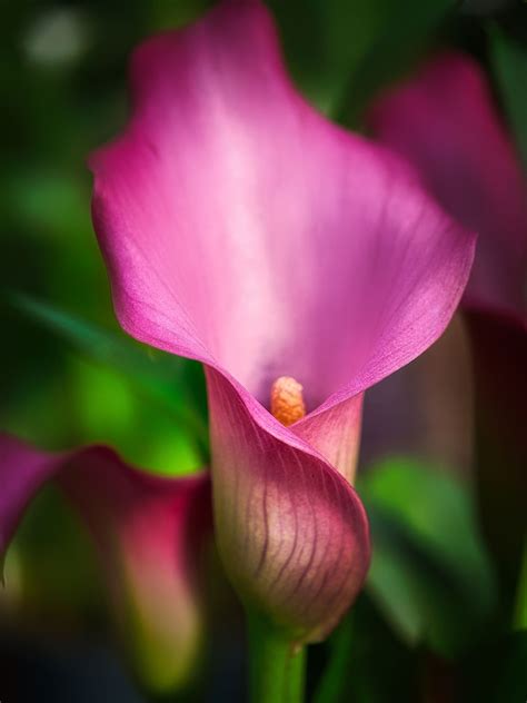 Pink Calla Lily Flower - Free photo on Pixabay