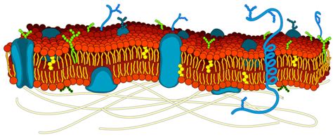 Core Biology - Unit 2 - The Cell - Parts of the Cell Membrane Diagram | Quizlet