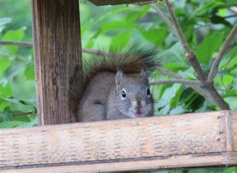 Woman Sees Squirrel With Overgrown Teeth And Knows She Has To Help ...