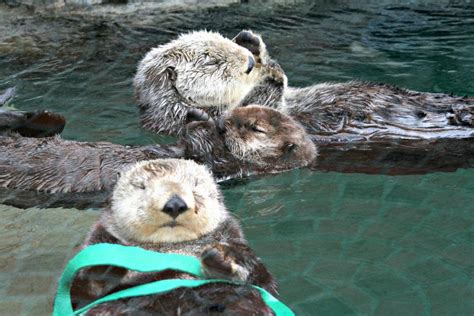 Photos: Sea otters napping at Seattle Aquarium | KOMO