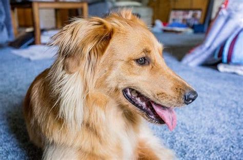 Border Collie Golden Retriever Sheltie Mix: Facts, Temperament