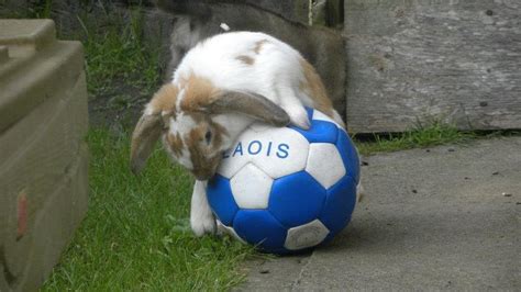 Rabbit playing ball : aww