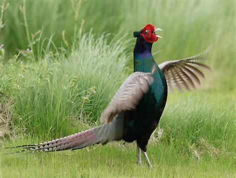 Japan's national bird - 雉(Kiji), or the Green Pheasant, Phasianus ...