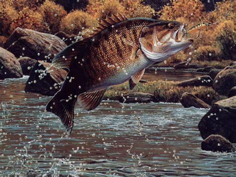 Bass Fishing Wallpaper HD - WallpaperSafari