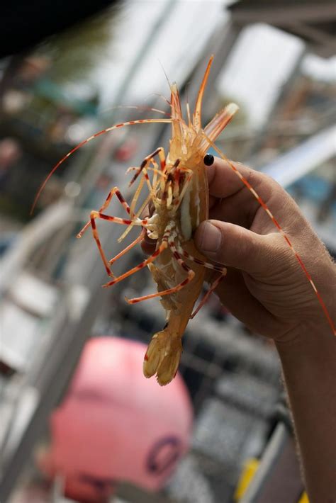 Spot Prawn Festival of Vancouver, BC