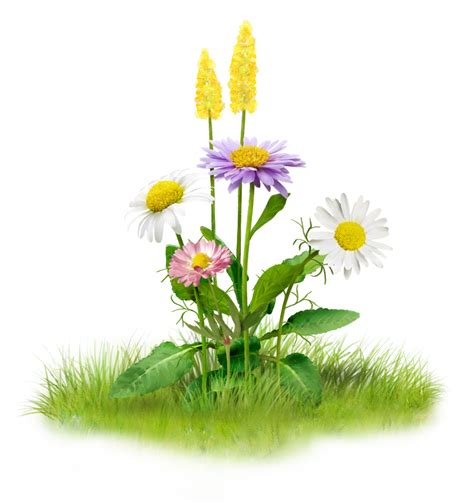 Nature Clip art - others png download - 964*1024 - Free Transparent ...