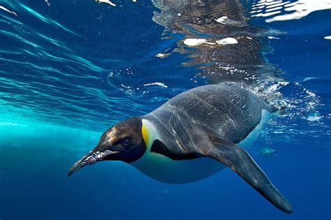 Emperor Penguin Swimming