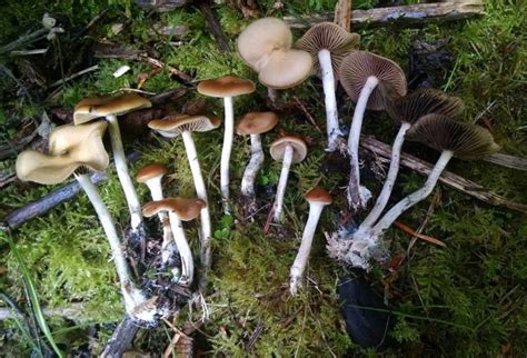 Psilocybe cyanescens lookalikes - Fungiflora