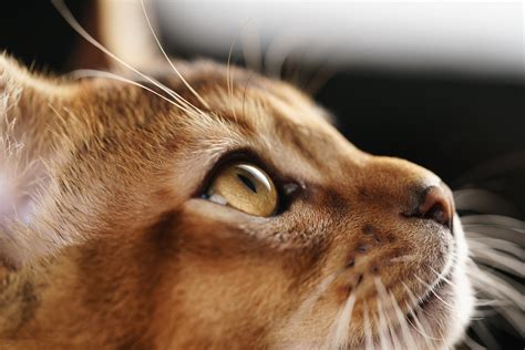 How to Tell if Your Abyssinian Cat is a Mix - AbyssinianCat.org