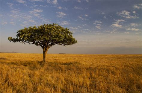 Savanna | Savanna grassland, Plains pictures, Nature inspiration