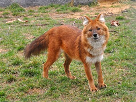 Cuon alpinus lepturus / Dhole in Zoo «XII Months»