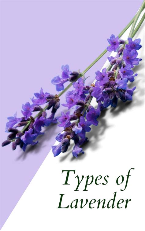 Types of lavender | Plants with pink flowers, Lavender varieties, Lavender plant