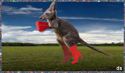 Kangaroo Running GIFs - Find & Share on GIPHY