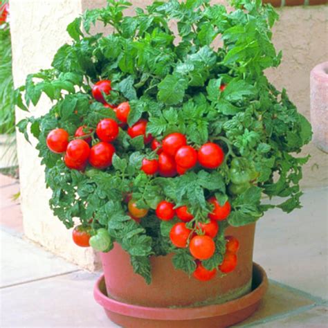 Tomato Seeds in Canada | Order Online | OSC Seeds