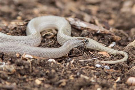 Rough Earth Snake (Virginia striatula)