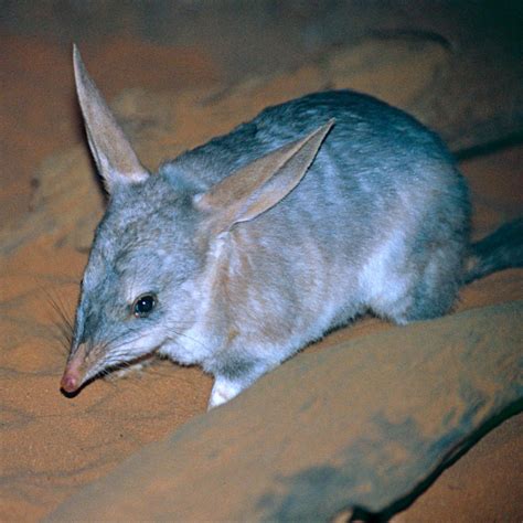 Greater Bilby - Facts, Diet, Habitat & Pictures on Animalia.bio | Cute little animals, Feral ...