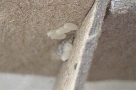 What Do Bed Bug Eggs Look Like? — An Entomologist Explains