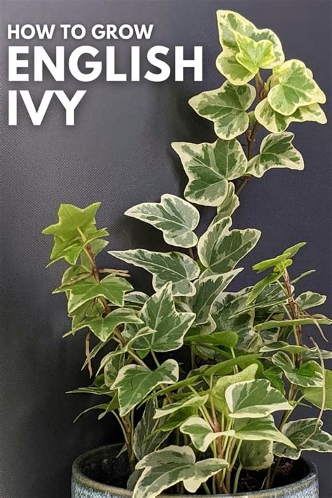 Common Ivy (Hedera Helix / English Ivy) Guide | Our House Plants