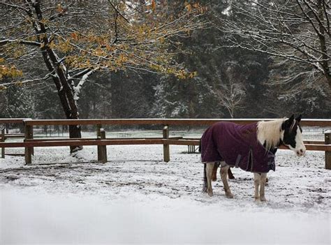 5 Types of Blankets That Your Horse Might Need This Winter ...