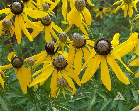 Grey Headed Coneflower (Ratibida pinnata) | Applewood Seed Company