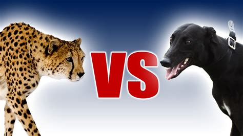 Cheetah vs Greyhound | World's Fastest Dog In Super Slow Motion | Slo ...