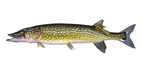 Decorated Chain Pickerel - Fishing Planet Wiki