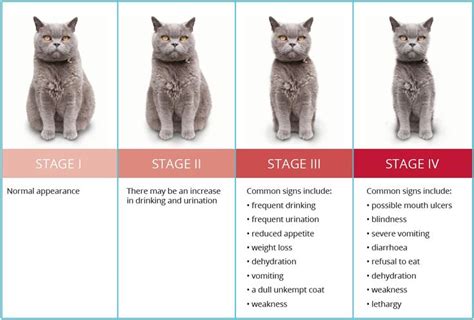 Cat Kidney Disease Vomiting - MekhikruwChandler