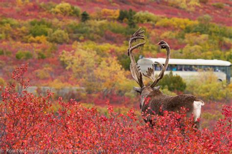 Caribou, Denali National Park | Photos by Ron Niebrugge