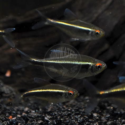 Hyphessobrycon sp. HY511 "Candy Cane Tetra" - Shop MiniWaters.FISH - Online Aquarium & Vivarium ...