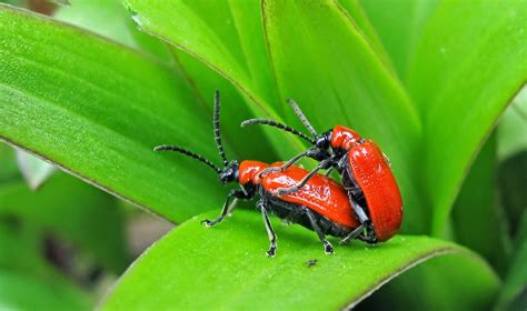 HOW TO KILL THE RED LILY BEETLE |The Garden of Eaden