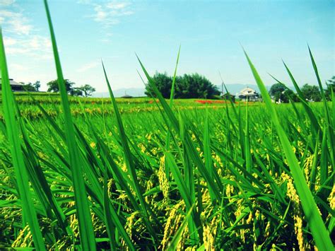 Rice field by CerridwenDoll on DeviantArt