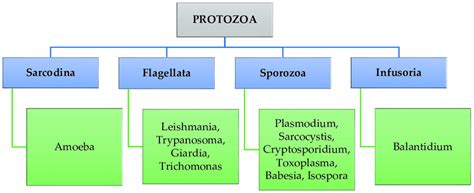 Classification of parasitic protozoa. | Download Scientific Diagram