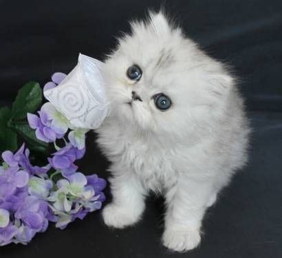 Teacup Persian Cat Cost - Pets Lovers