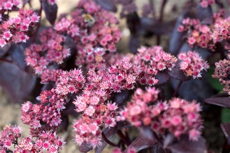 Plant Families: Crassulaceae - BBC Gardeners World Magazine