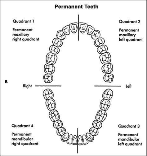 How to Brush Your Teeth- Ten Steps to Better Home Hygeine