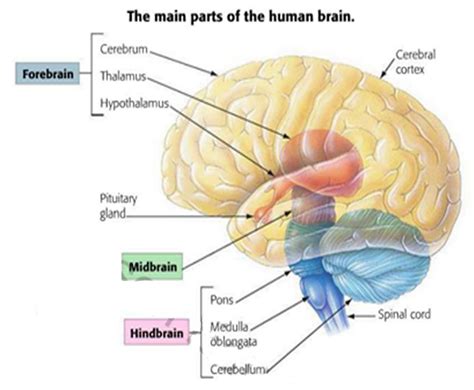 Snippd: The Central Nervous System