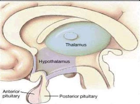 Epithalamus Diagram
