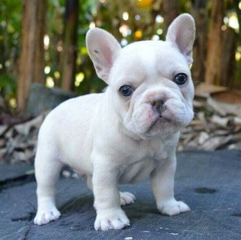 Snow white frenchie baby 💓 | Baby french bulldog, French bulldog ...