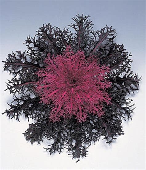 Flowering Kale Peacock Series Red Annual Seeds