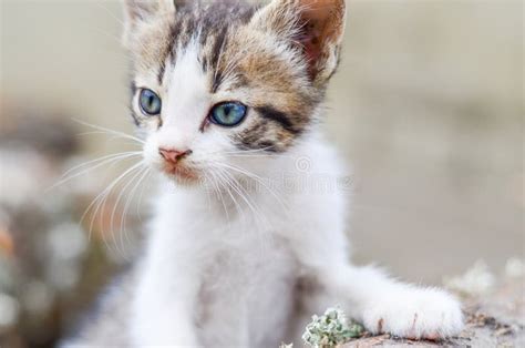 Kitten in a garden stock image. Image of ears, healthy - 77981395