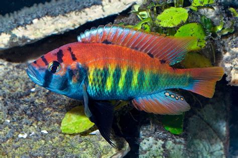 How To Breed Convict Cichlids | African cichlid aquarium, African cichlid tank, Cichlid aquarium