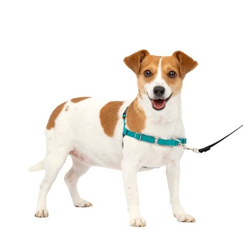 PetSafe Easy Walk No Pull Dog Harness, Small | Petco